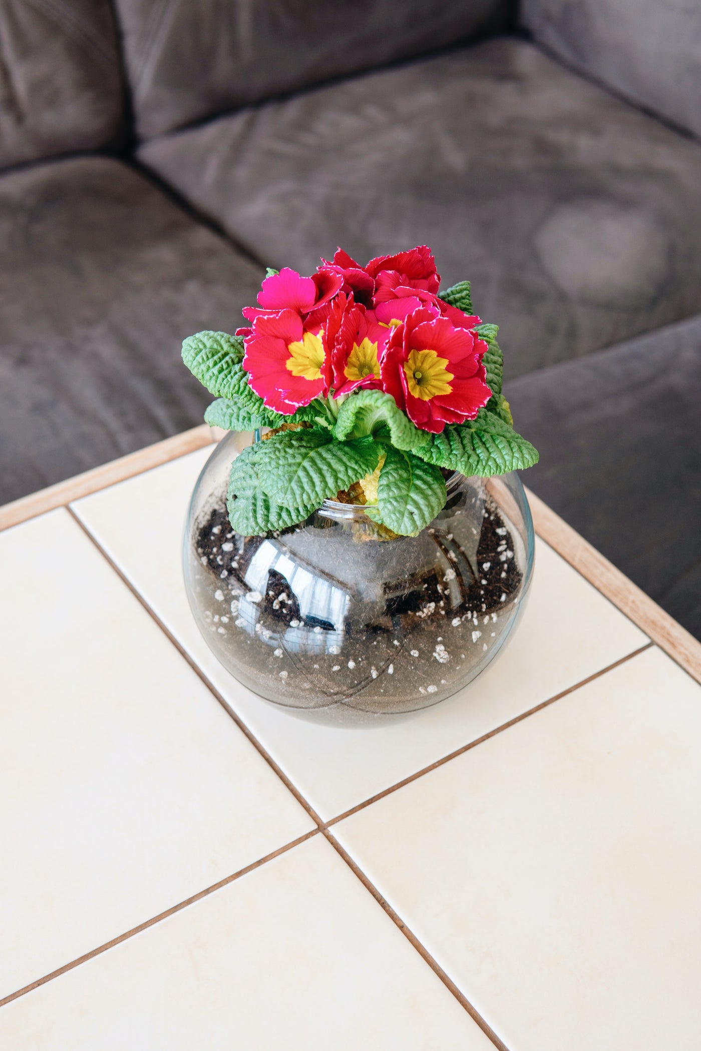 Skleněná kulatá váza Simax Globe s červenou květinou na stole