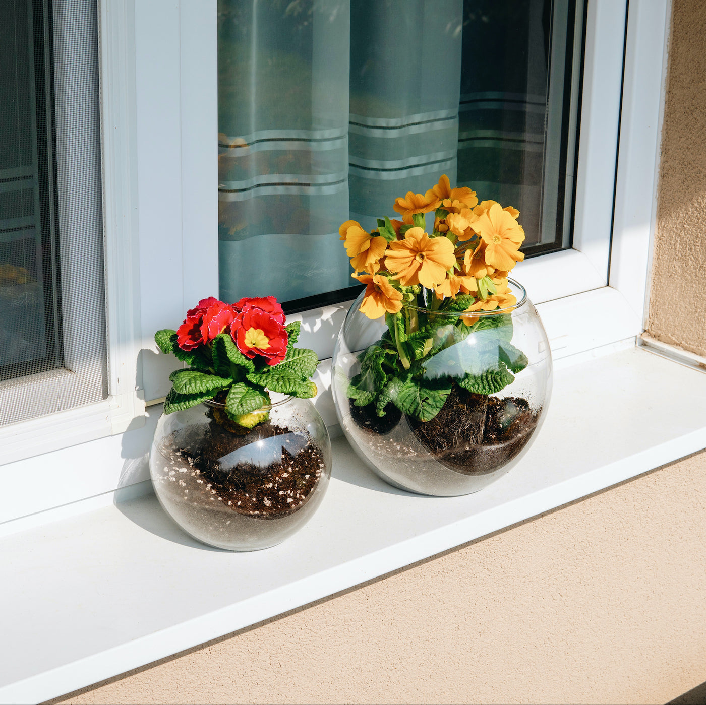Skleněné kulaté vázy Simax Globe na okně