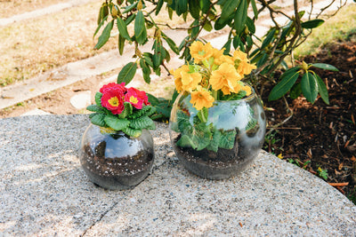 Skleněné kulaté vázy Simax Globe s květinami na studně
